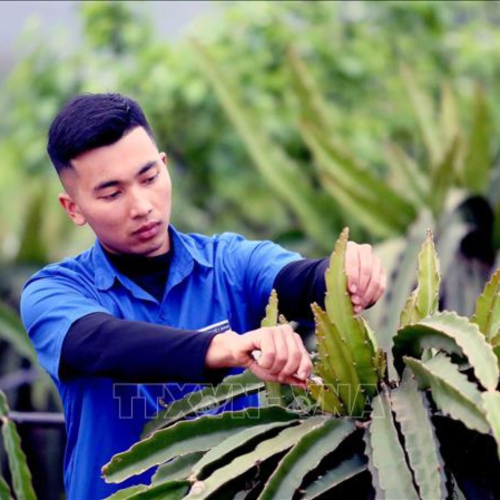 Tháng Thanh niên 2025: Tuổi trẻ Sơn La khát vọng lập thân, lập nghiệp